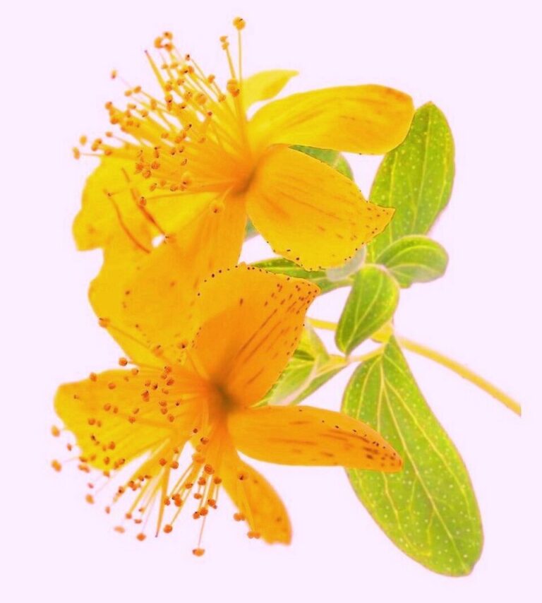Hypericum perforatum