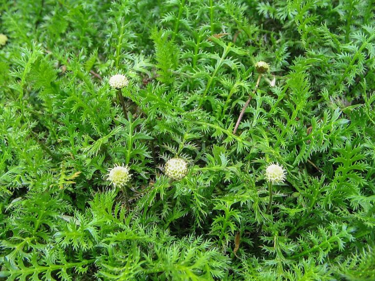 Leptinella squalida P9 pott