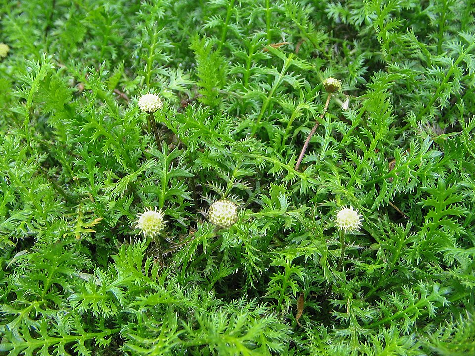 Leptinella squalida, P9-ruukku