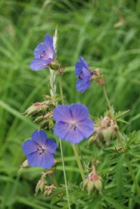Aas-kurereha (Geranium pratense)