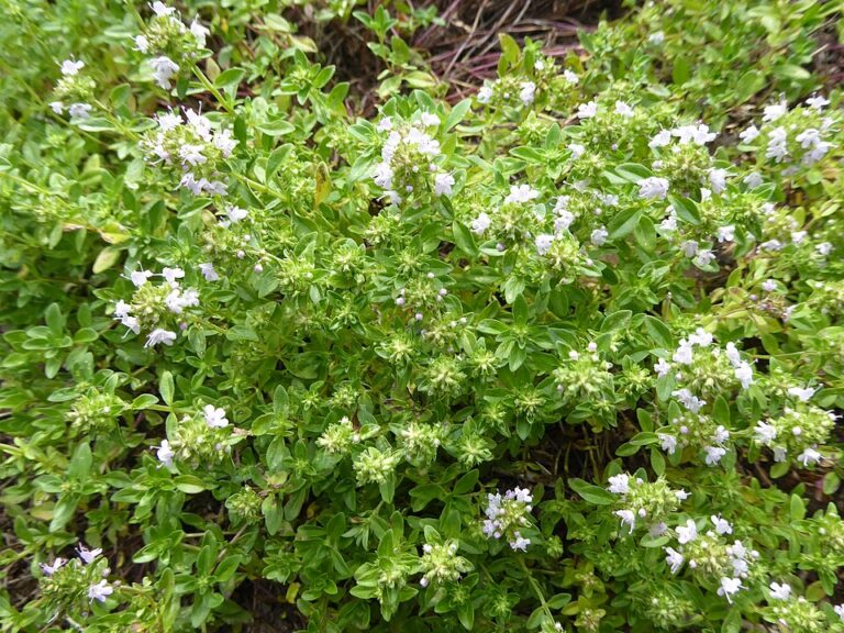 Thymus vulgaris P9 pott