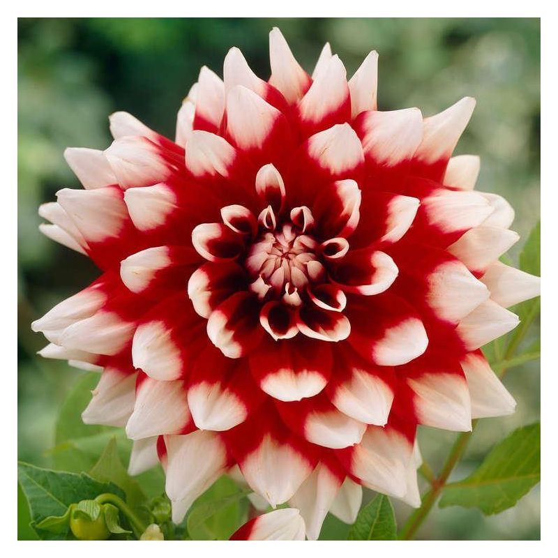 Dahlia "Duett" 1L pott
