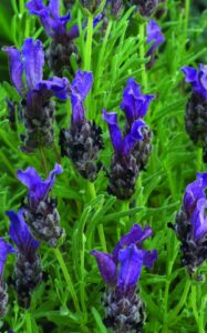 Lavandula stoechas "Little Bee" P9