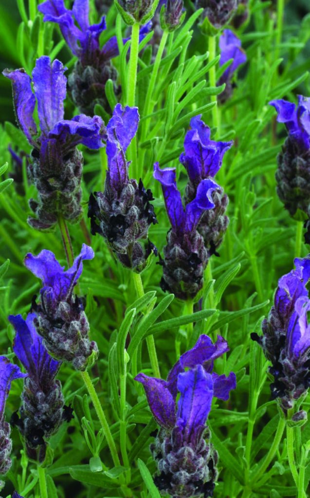 Lavandula stoechas "Little Bee" P9
