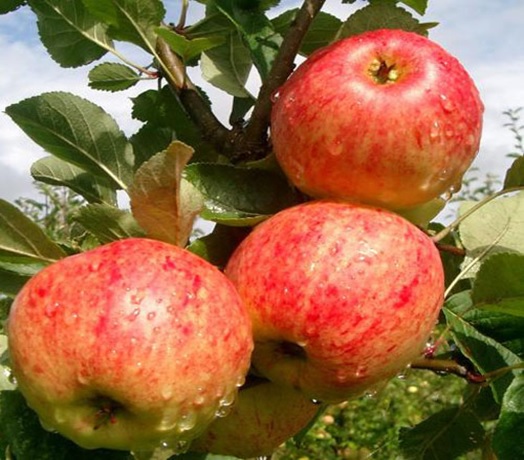 Malus domestica "Gita"