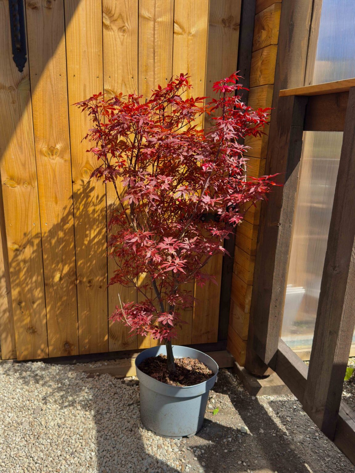 Acer palmatum "Skeeter's Broom"