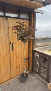 Acer platanoides "Purple Globe"