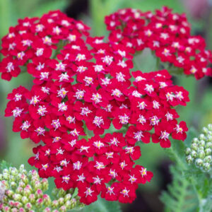 Achillea millefolium "Laura"