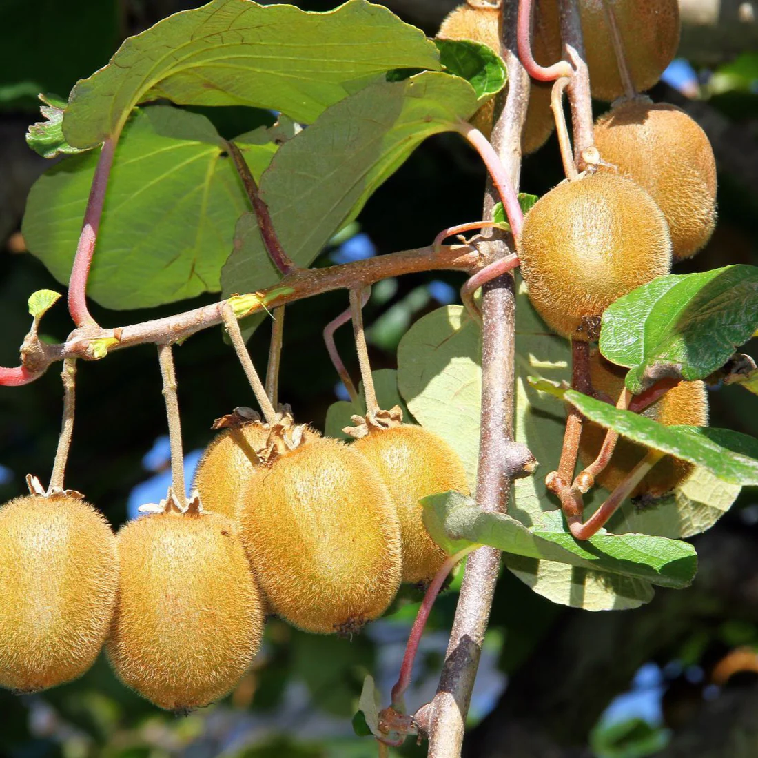 Kiwi "Jenny"