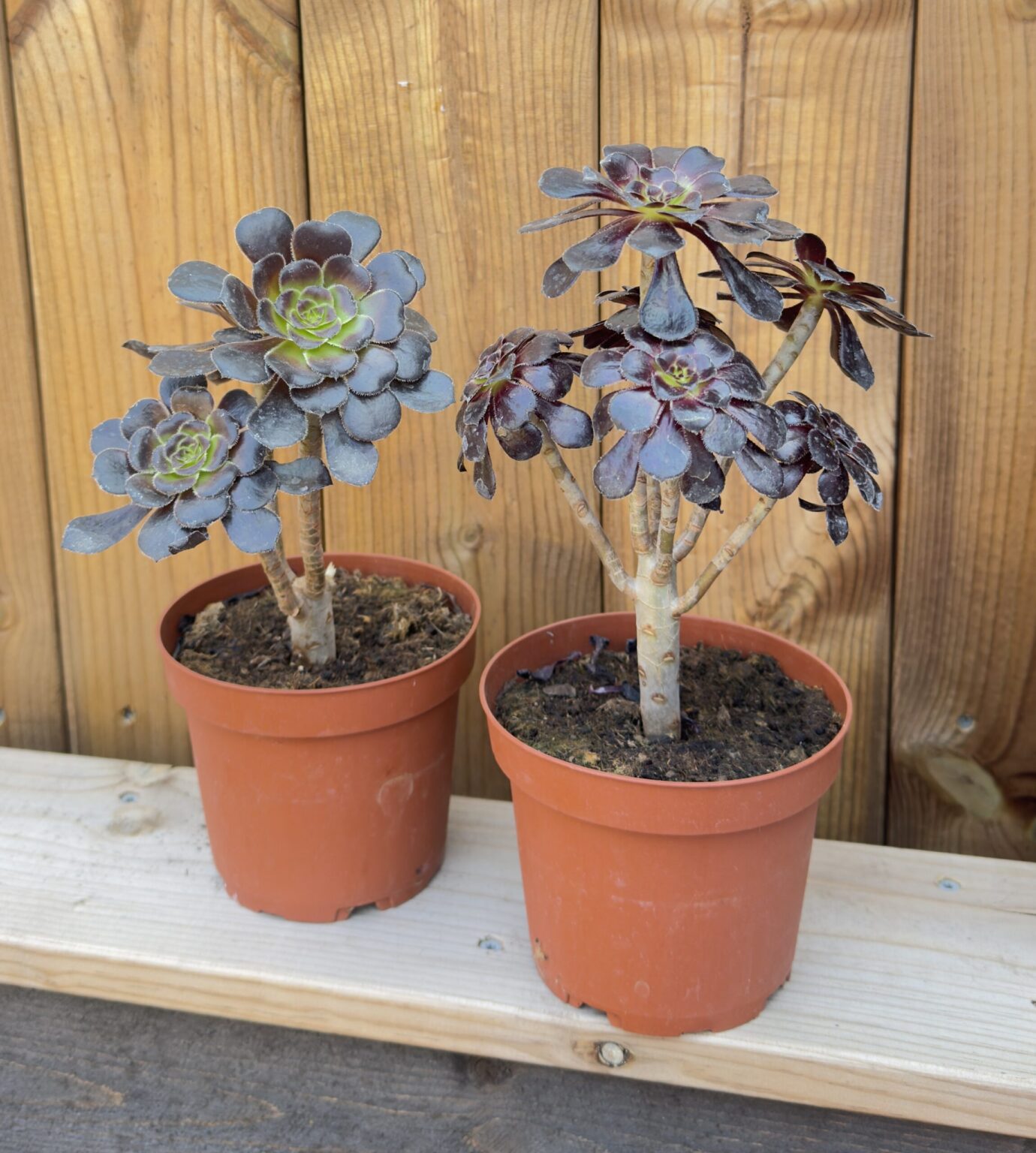 Aeonium "Schwartzkopf" Bonsai