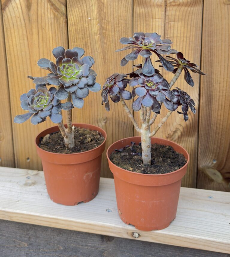 Bonsai Aeonium "Schwartzkopf"