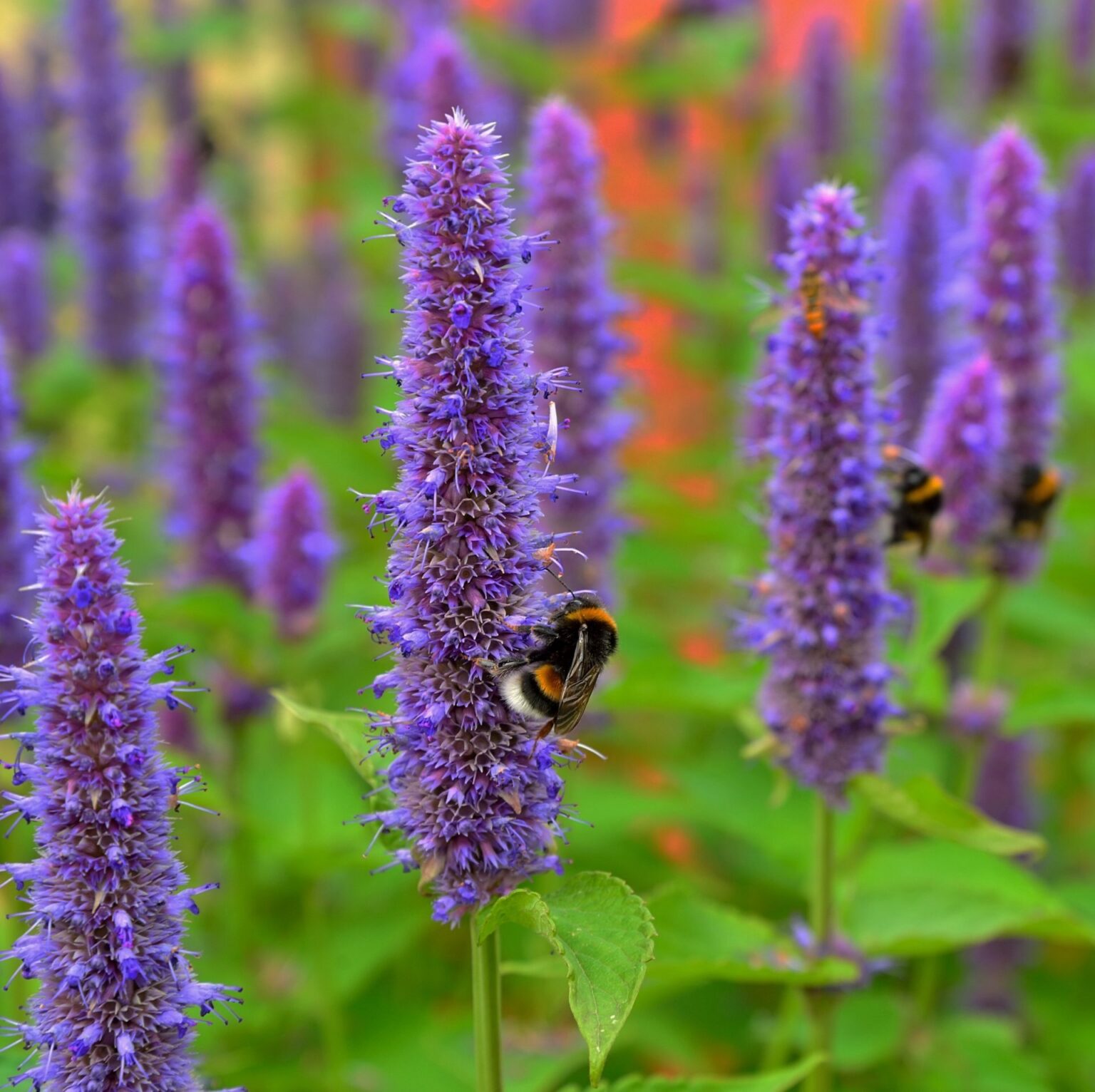 Agastache rugosa P9 vazonas