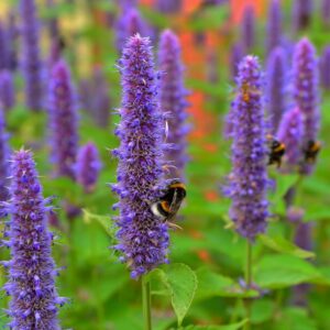 Agastache rugosa P9 vazonas