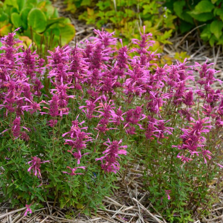 Giant hyssop "Rosie Posie"