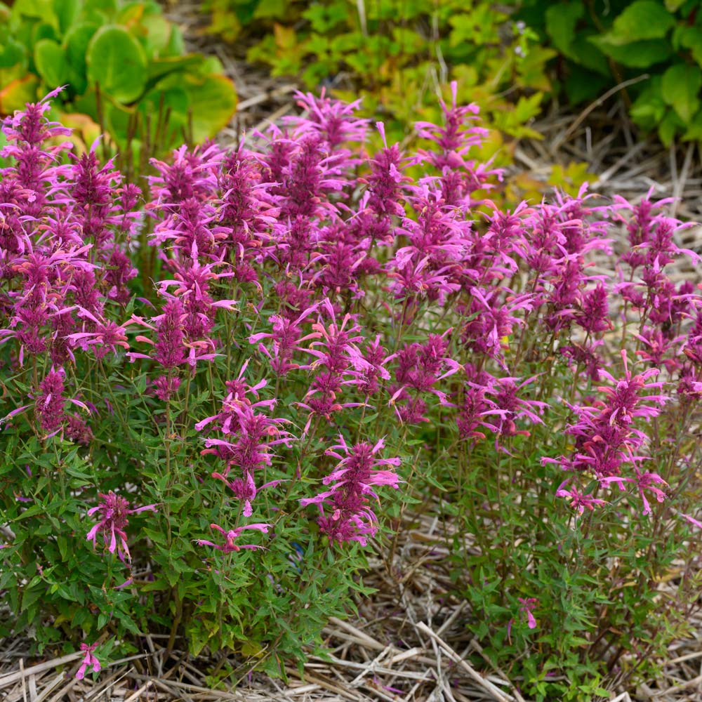 Giant hyssop "Rosie Posie"
