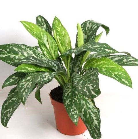 Aglaonema "Green Lady"