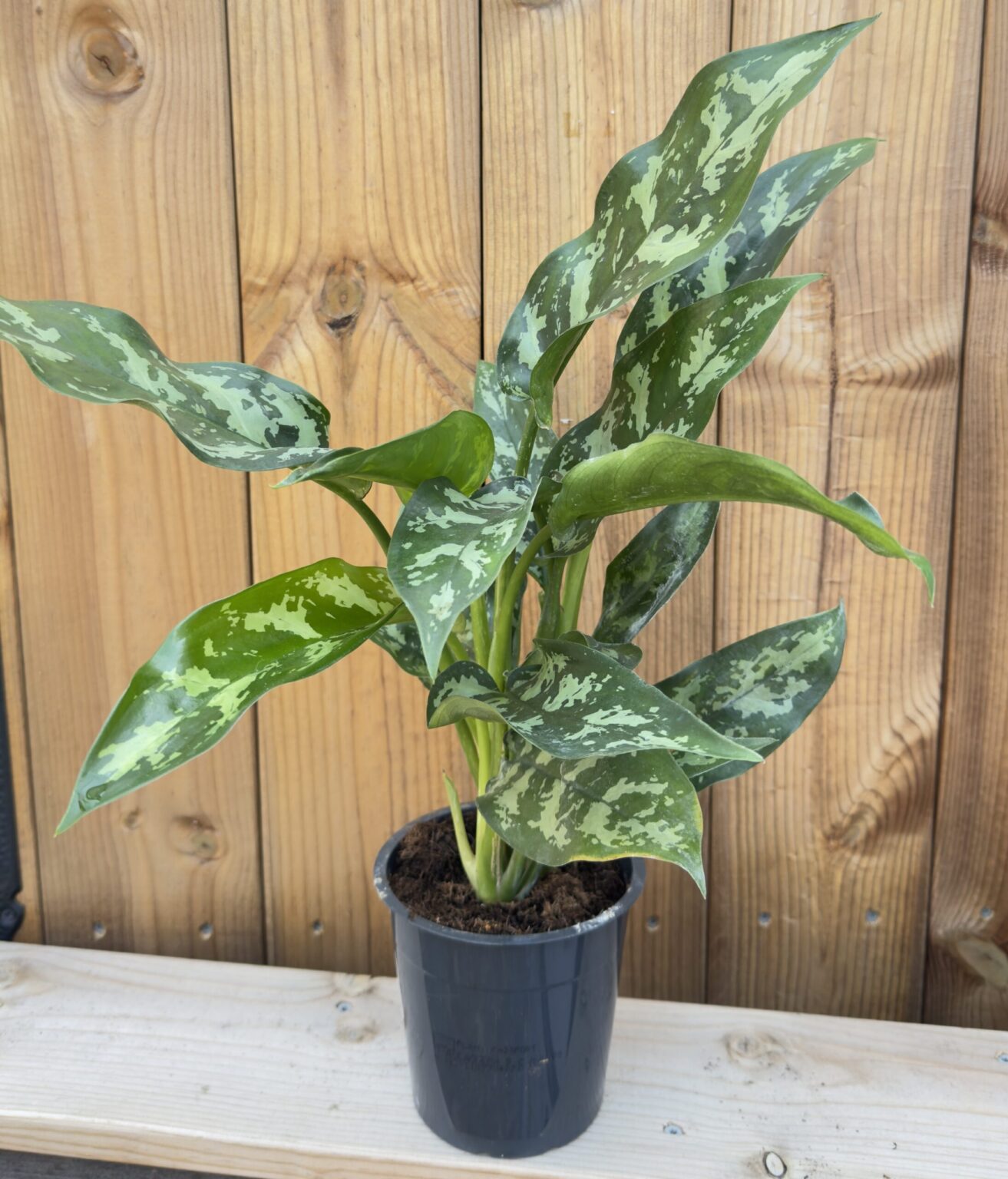 Aglaonema commutatum "Maria"