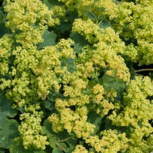 Alchemilla mollis "Irish Silk"