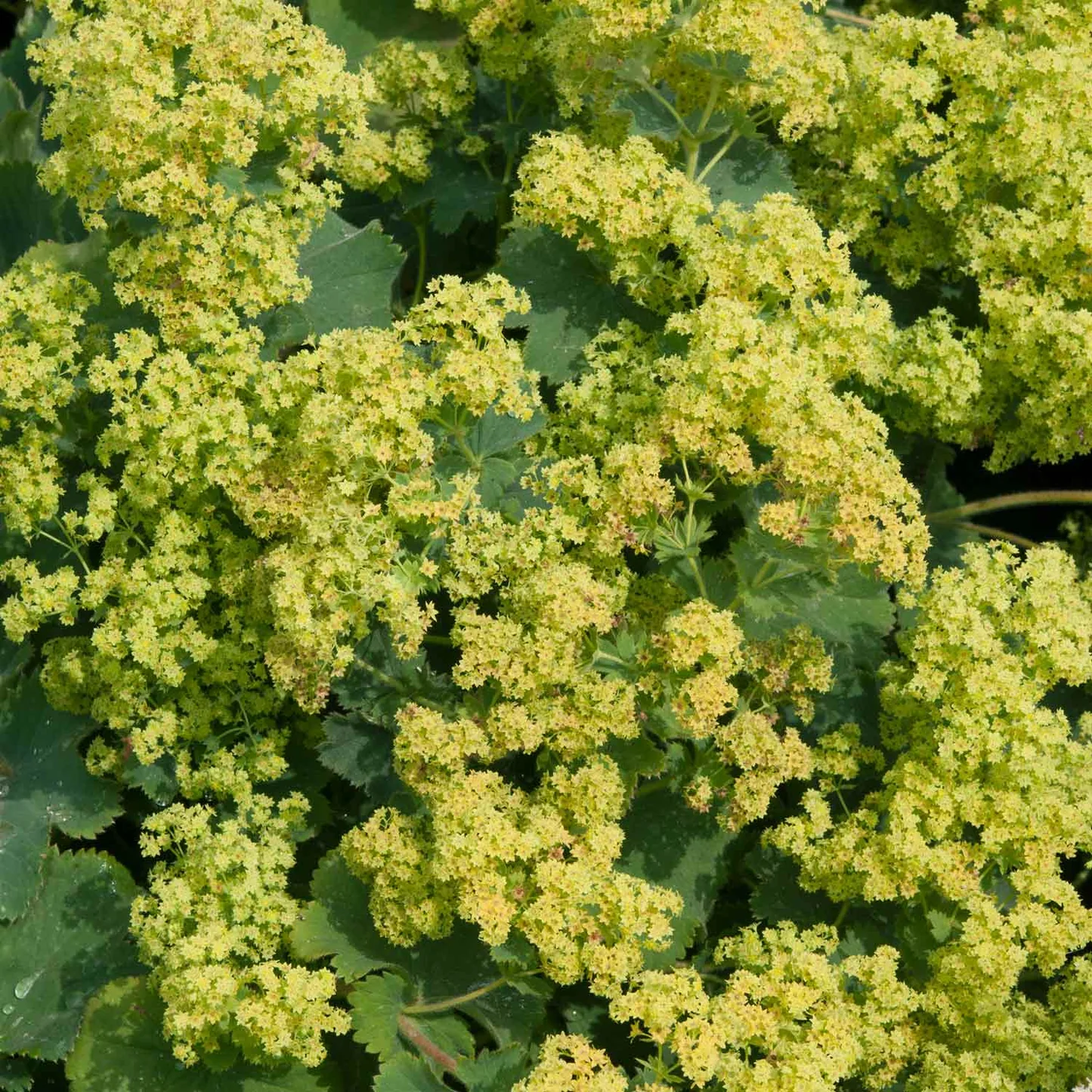 Alchemilla mollis "Irish Silk"