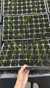 Sibul (Allium Proliferum)