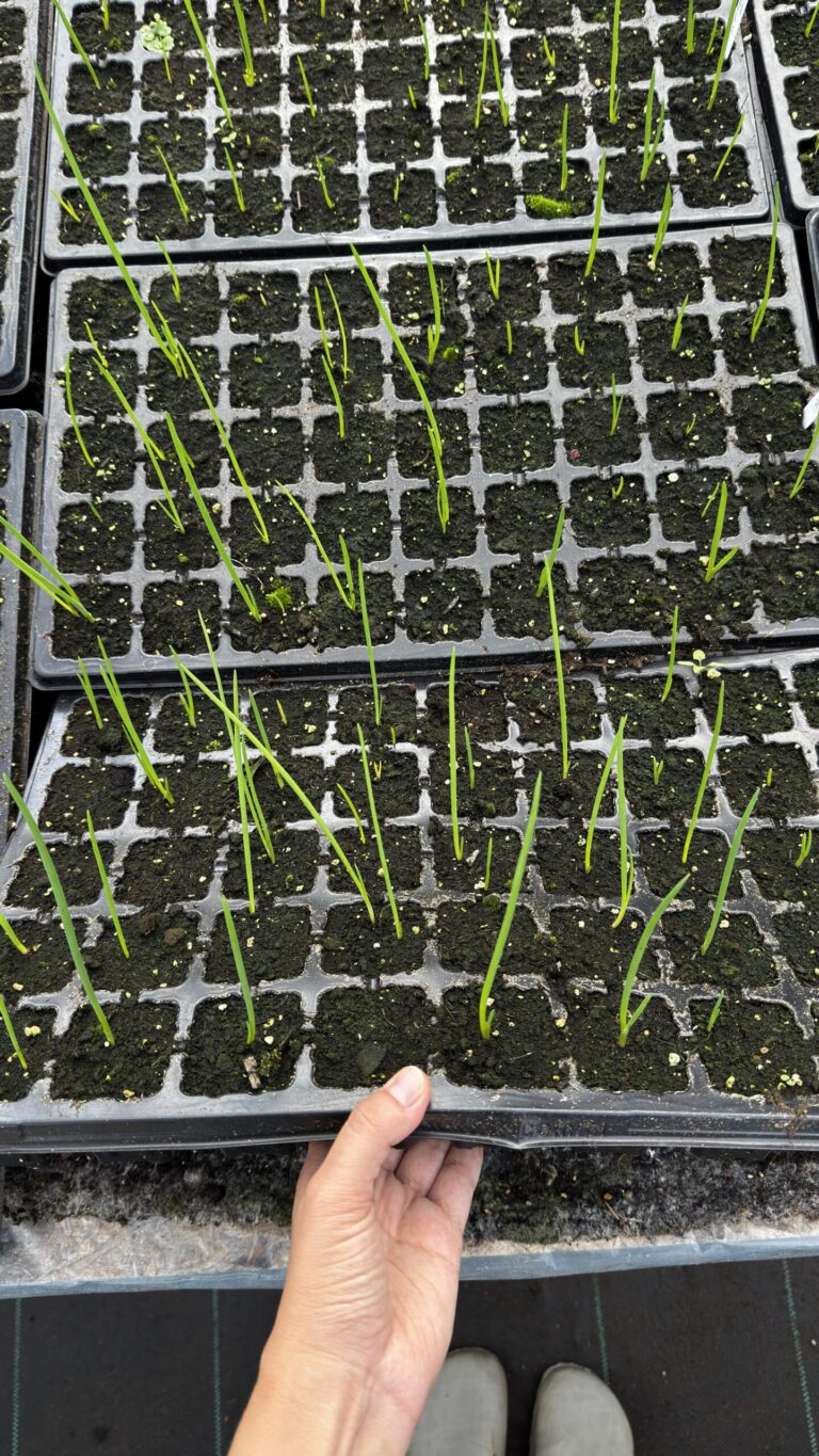 Sibul (Allium Proliferum)