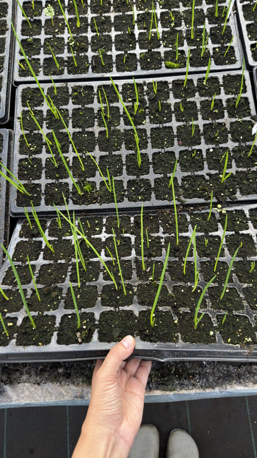 Sibul (Allium Proliferum)