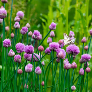 Allium schoenoprasum