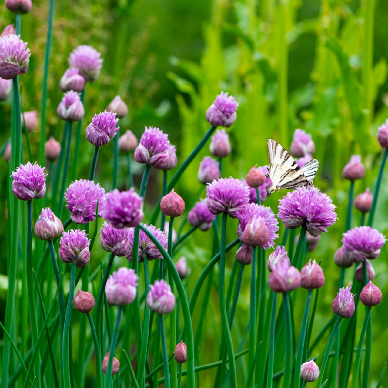 Allium schoenoprasum