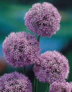 Allium Gladiator 20/+