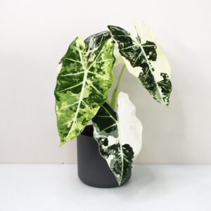 Алоказия Frydek Variegata