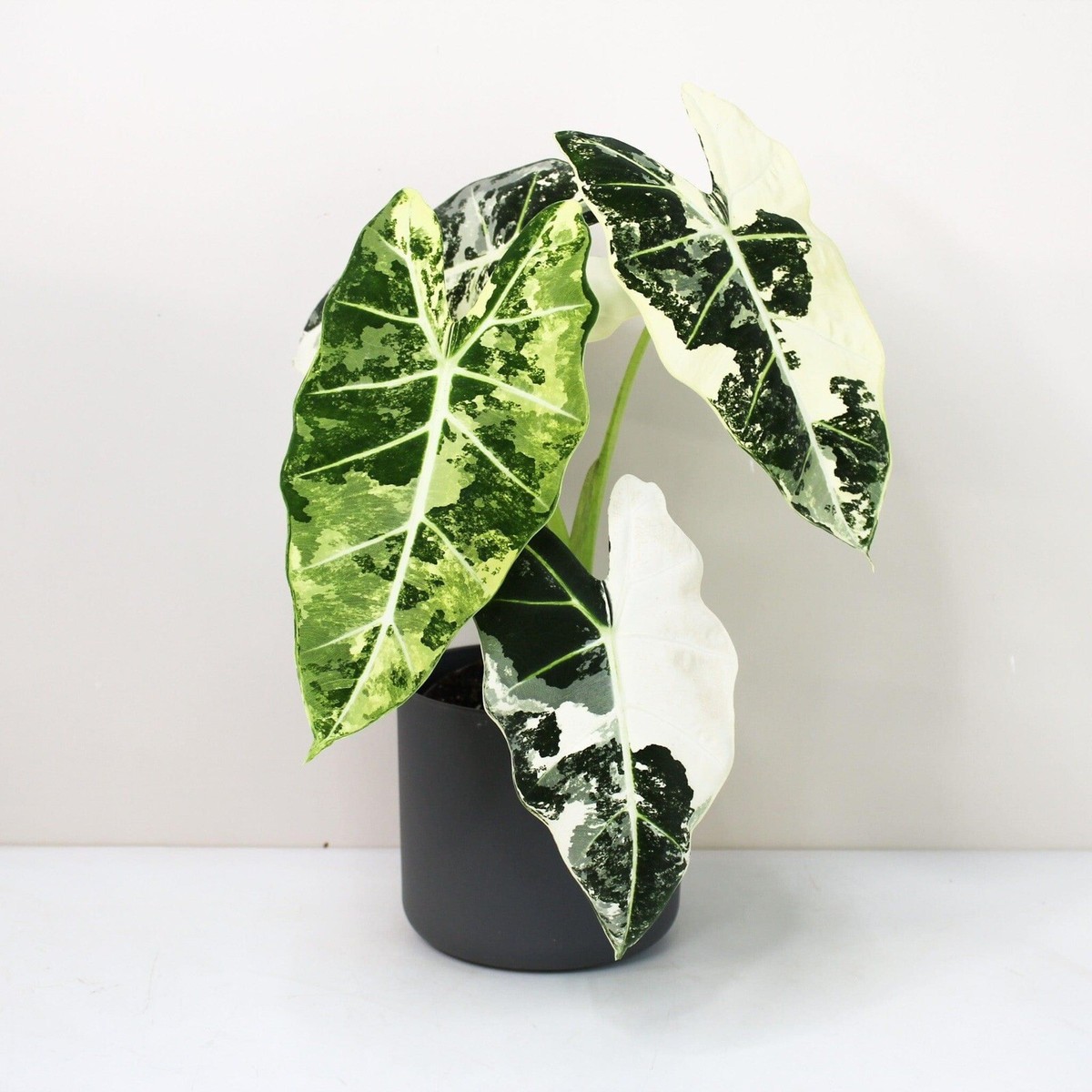 Алоказия Frydek Variegata