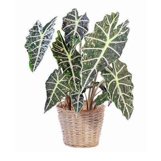 Alocasia Polly