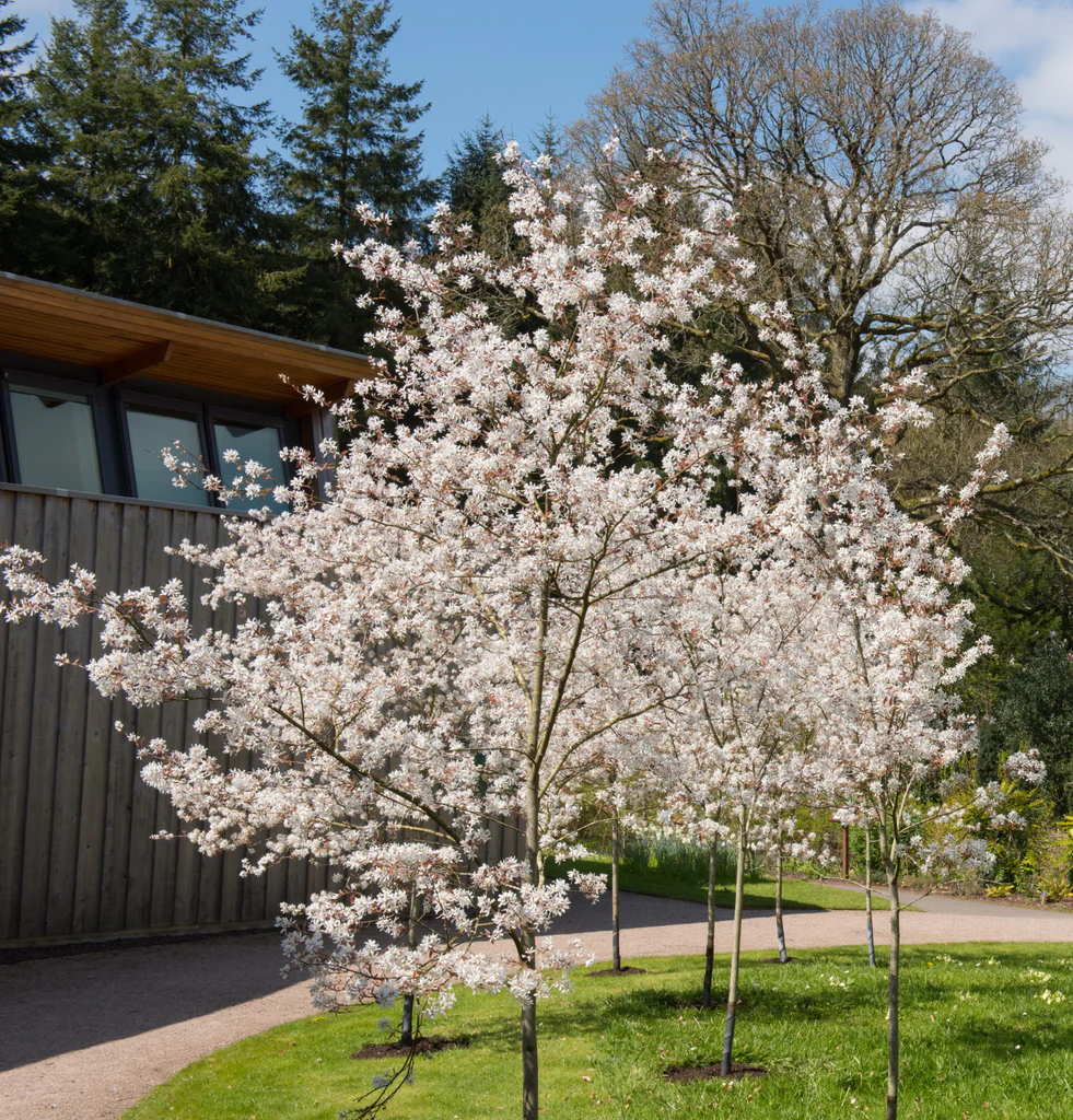 Lamarka korinte (Amelanchier lamarckii)