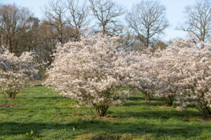 Amelanchier rotundifolia