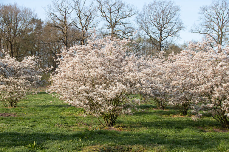 Amelanchier rotundifolia