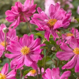 Anemone hupehensis "Prinz Heinrich"