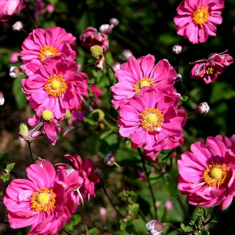 Anemone hybrida "Pamina"