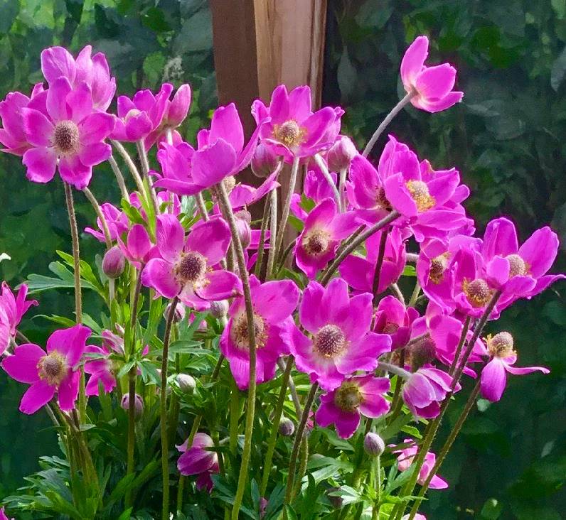 Anemone "Spring Beauty Pink"