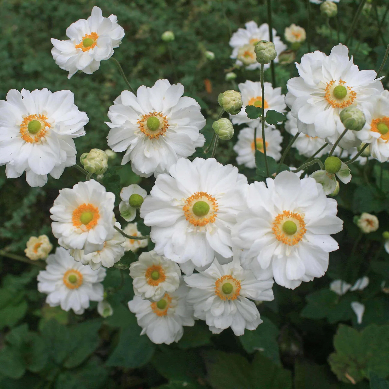 Anemone hybrida "Whirlwind"