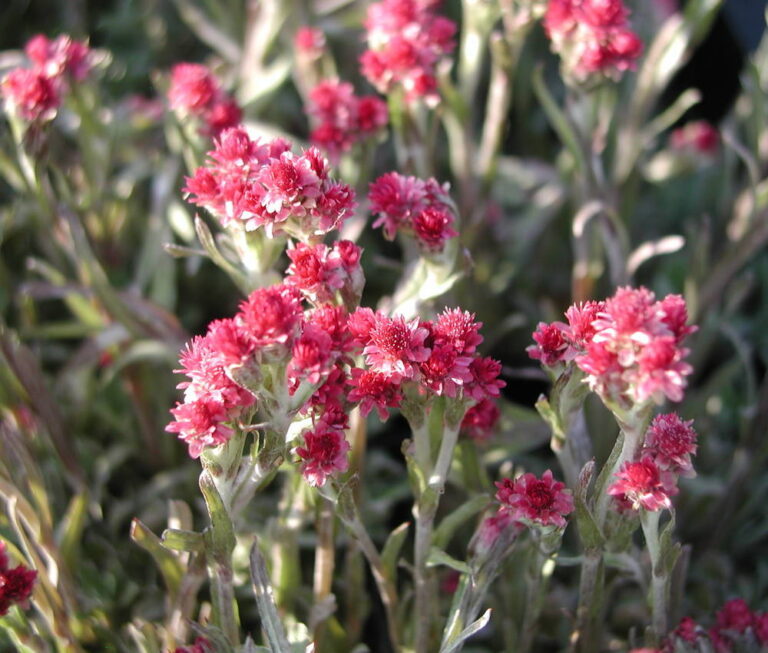 Antennaria dioica "Rotes Wunder"