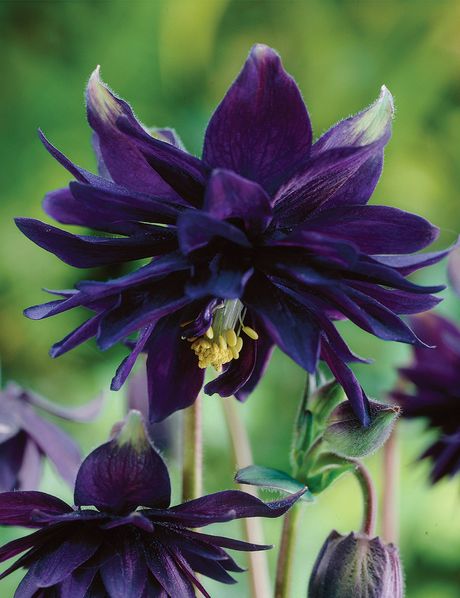 Aquilegia vulgaris "Black Barlow"