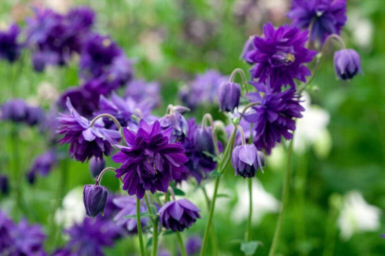 Aquilegia vulgaris "Blue Barlow"