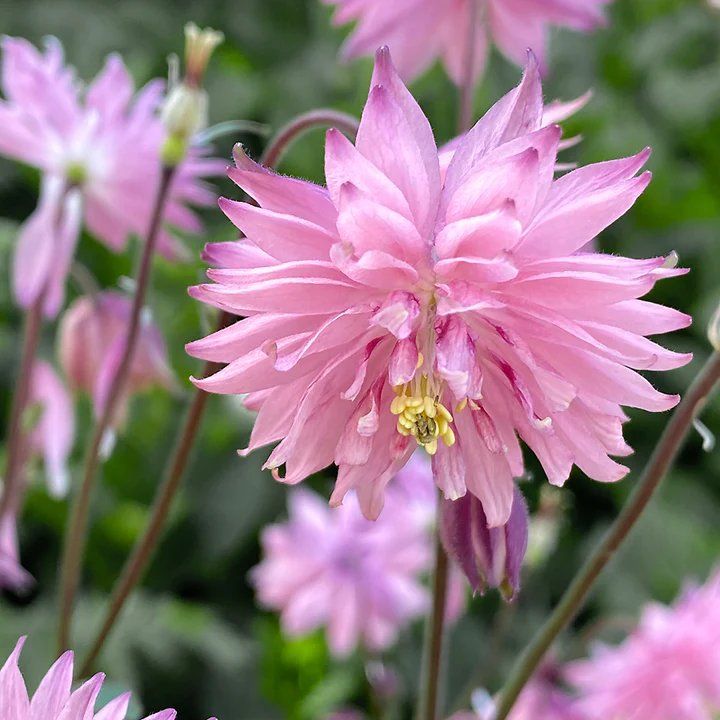 Aquilegia vulgaris "Rose Barlow"