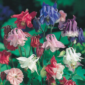 Aquilegia vulgaris "Biedermeier Mixed" 9 cm pott