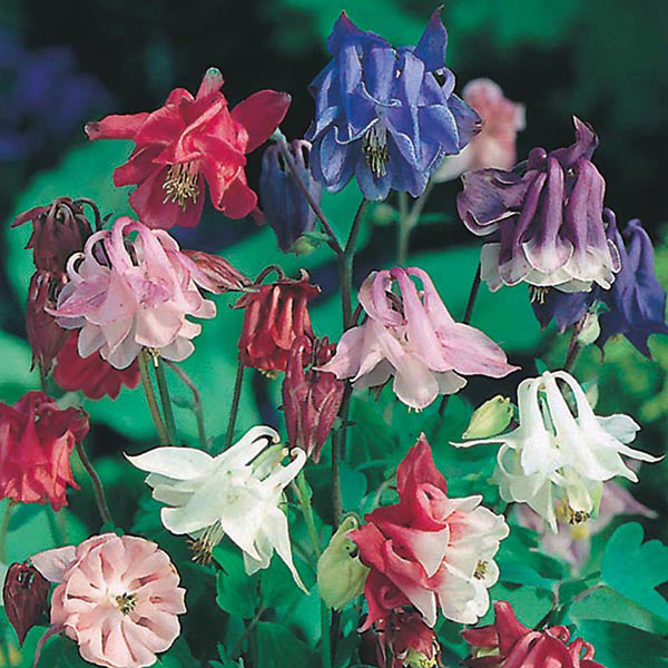 Aquilegia vulgaris "Biedermeier Mixed" 9 cm pott