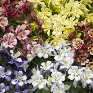 Aquilegia "Kirigami"