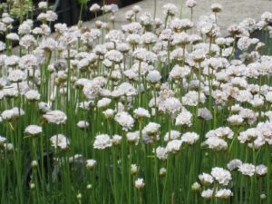 Armeria maritima "Alba"