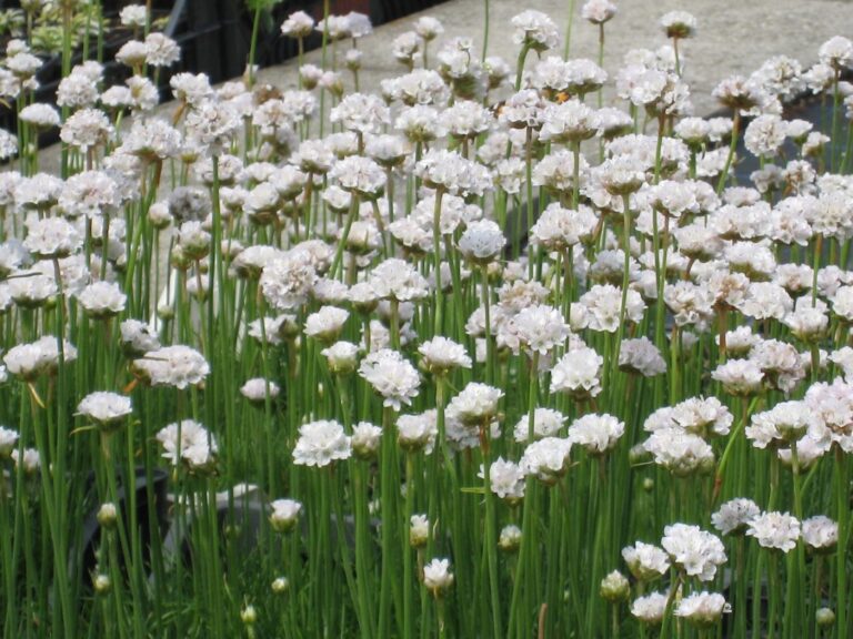 Armeria maritima "Alba"