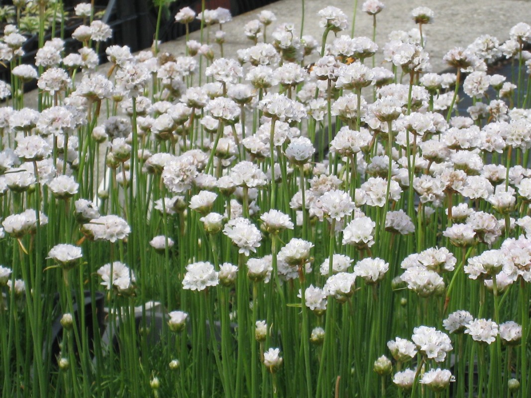 Armeria maritima "Alba"