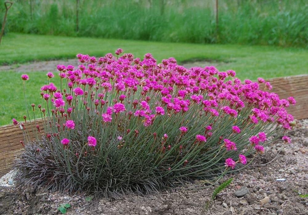 Armeria maritima "Rubrifolia" suuri